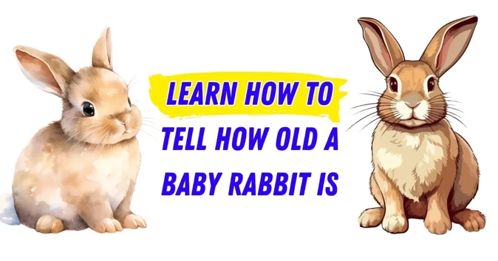 How to Tell How Old a Baby Rabbit Is