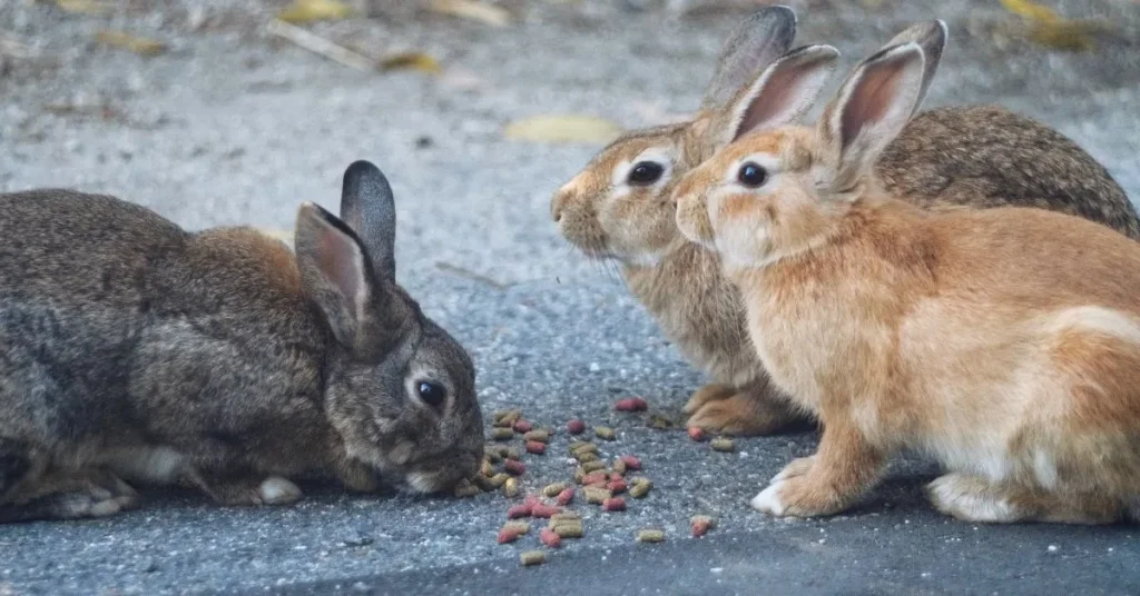 what eats a rabbit