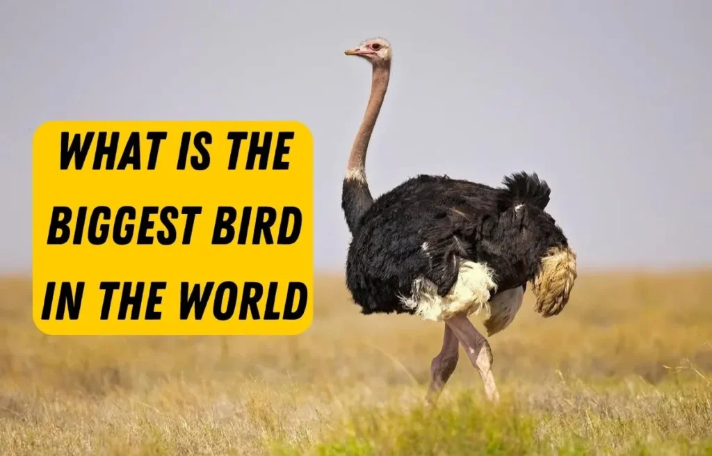 What is the Biggest Bird in the World